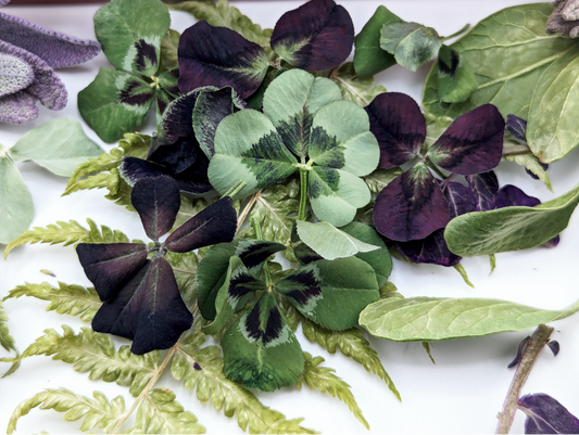 Freeze-Dried Edible Mixed Leaves