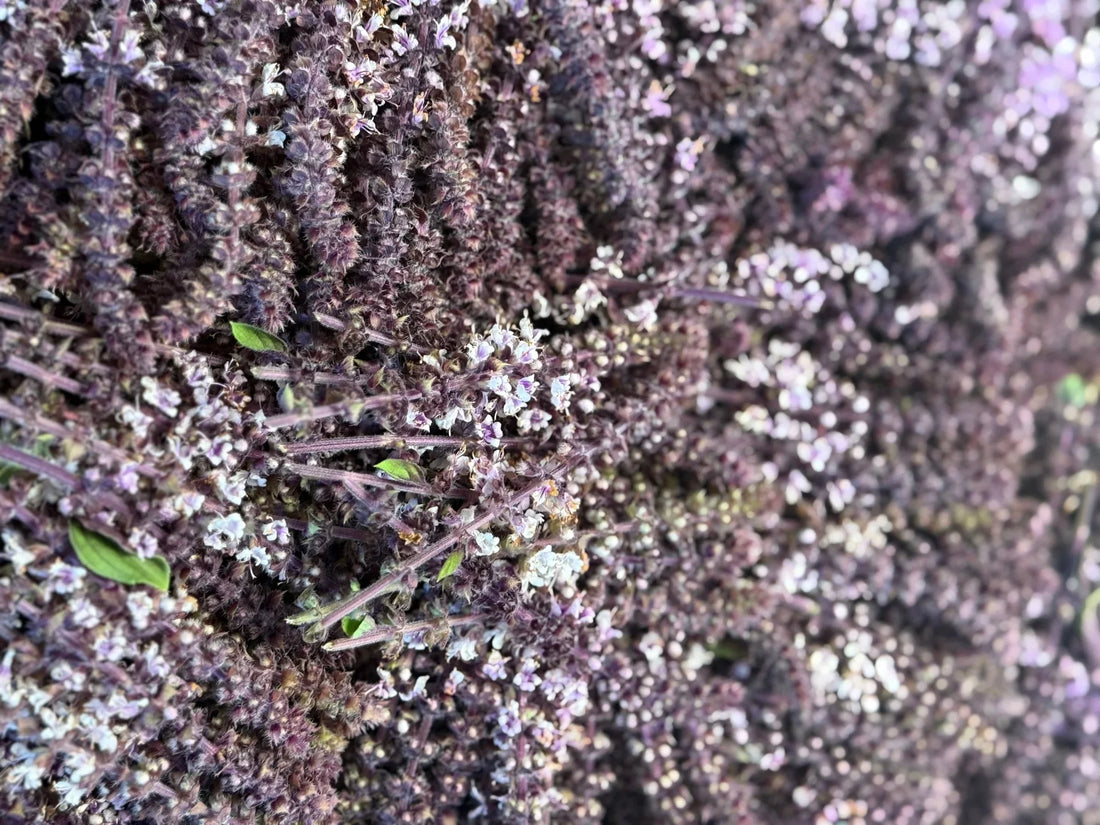  freeze-dried edible flower
