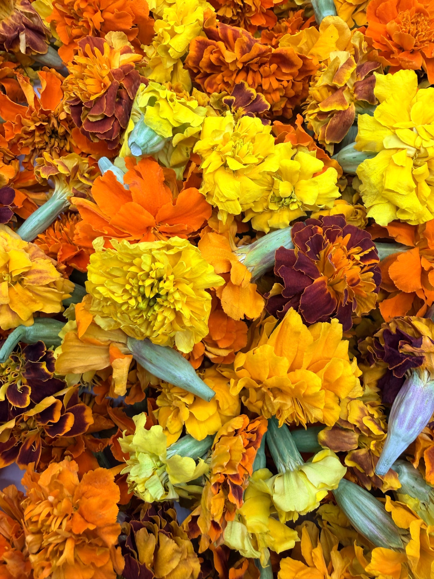 Freeze-Dried Edible Marigolds