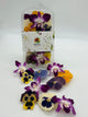 Freeze-Dried Edible Flowers Pansies & Orchids