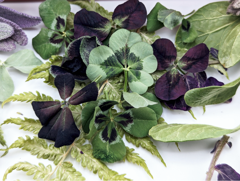 Freeze-Dried Edible Mixed Leaves